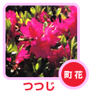 町花(つつじ) 町花(つつじ)