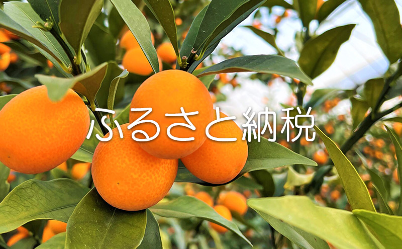 ふるさと納税