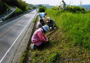 あじさいの植栽　袴谷集落協定